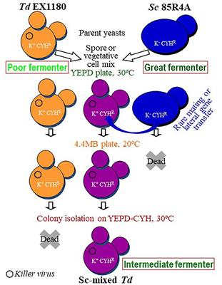 Genetic improvement of non-conventional Torulaspora delbrueckii for traditional sparkling winemaking by mixing for eventual hybridization with Saccharomyces cerevisiae